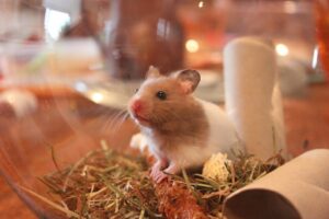 Hamster Health Issues Everyday Care || Medical Issues