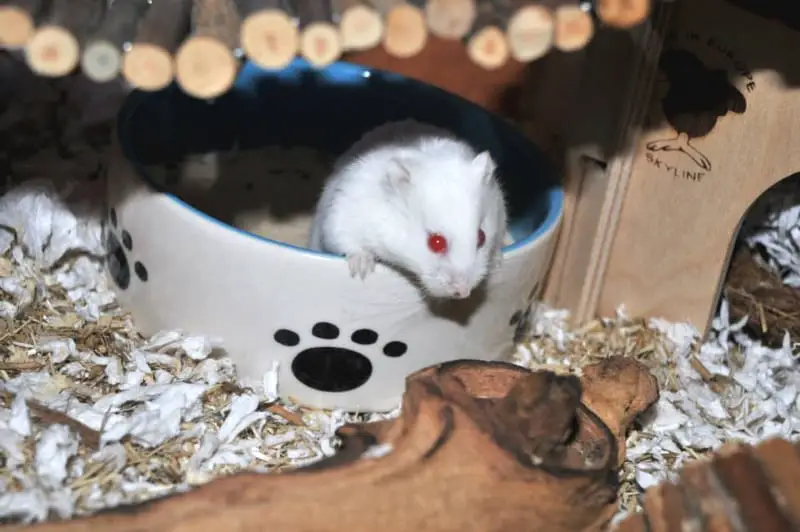 syrian hamster cage size