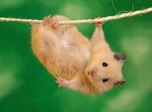 hamster