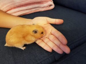 hamster