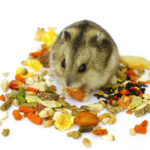 Best Hamster Food - Guide