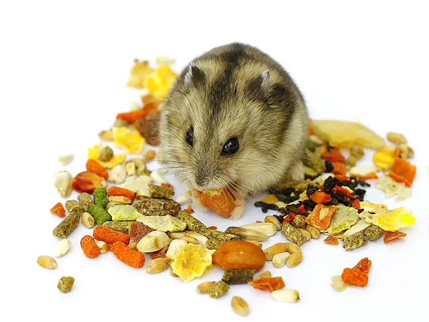 Best Hamster Food - Guide