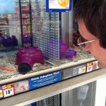 Choosing a Hamster