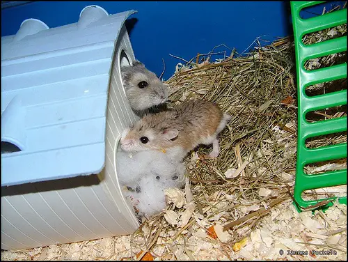 dwarf-hamsters