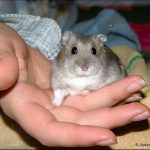 Taming a Hamster