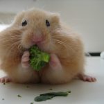 Hamster Food