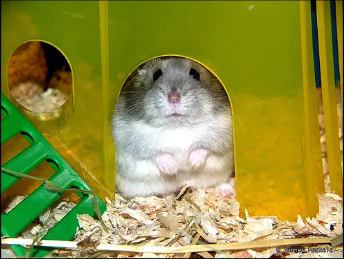 home hamster