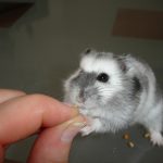 Winter White Russian