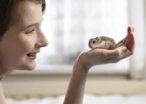 How to train a hamster - Welcome Home New Hamster - How to find if Hamster is Lost