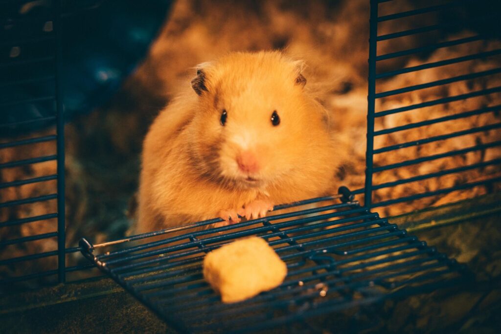 Daily care and related diseases The myths and truths about hamster