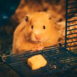 Daily care and related diseases The myths and truths about hamster