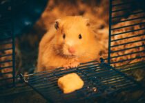 Daily care and related diseases The myths and truths about hamster