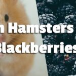 Can Hamsters Eat Blackberries?