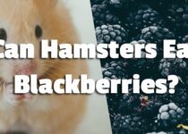 Can Hamsters Eat Blackberries?