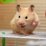 Signs of A Happy Hamster