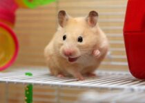 Signs of A Happy Hamster