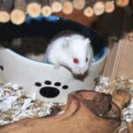 The myths and truths about hamster