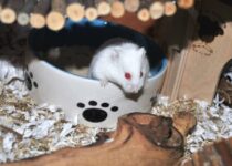 The myths and truths about hamster