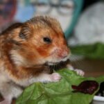 Can Hamster Eat Celery?