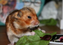 Can Hamster Eat Celery?