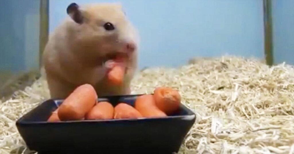 Can Hamster Eat Carrots