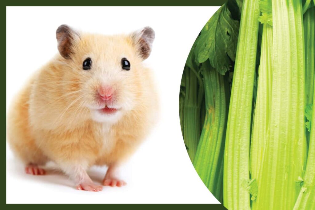 Can Hamsters Eat Celery? [All You Need TO Know About Hamster Food]