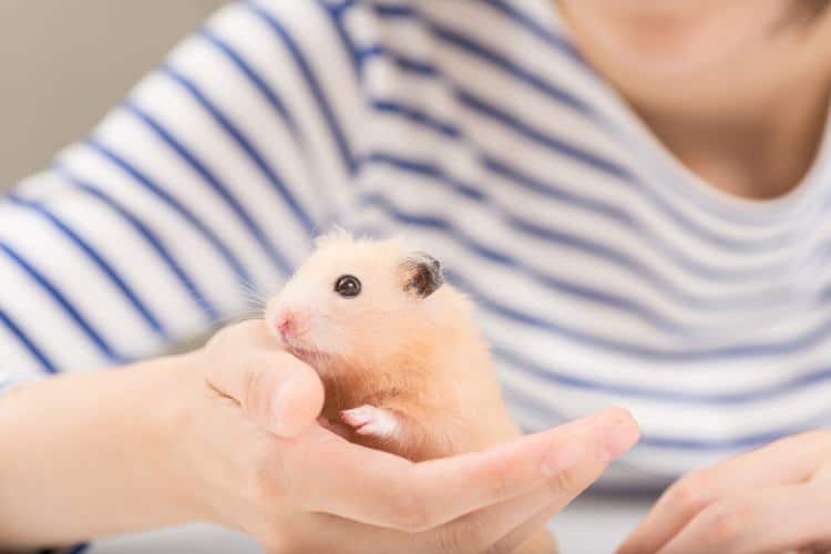 How to stop a hamster from biting?