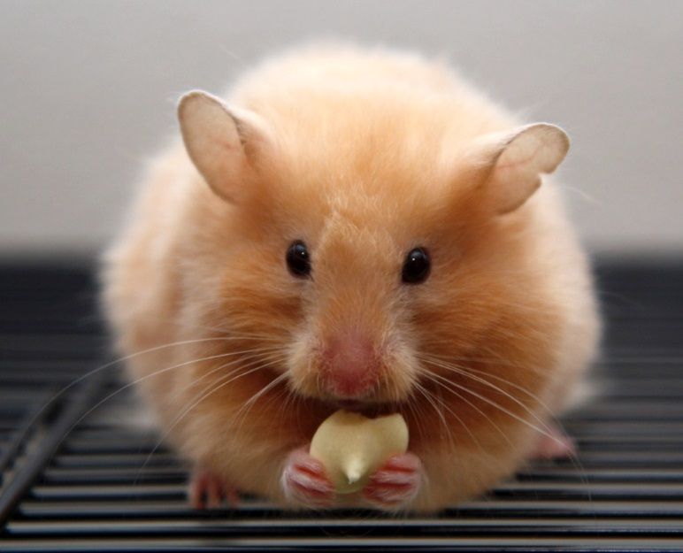 How Long Do Hamsters Live? Hamster Truth And Information In Detail