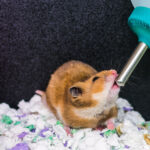 Best Hamster Water Bottle for Dwarf and Syrian Hamsters