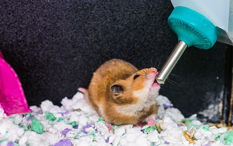 Best Hamster Water Bottle for Dwarf and Syrian Hamsters