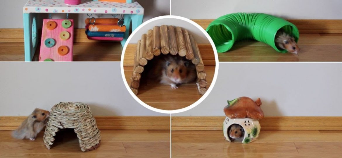 Best Toys and Accessories for Hamsters