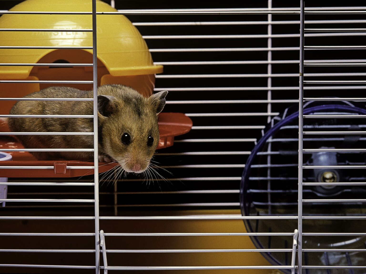 Best teddy bear hamsters Characteristics 2021 Teddy bear hamster facts