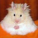 teddy bear hamster