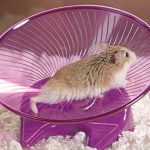 Best Silent Hamster Wheel