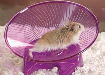 Best Silent Hamster Wheel