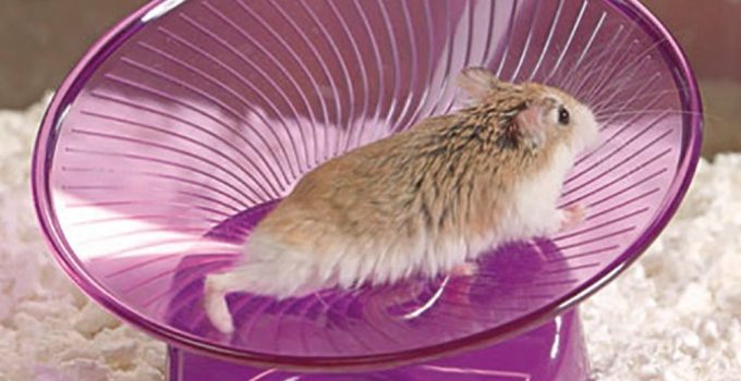 Best Silent Hamster Wheel