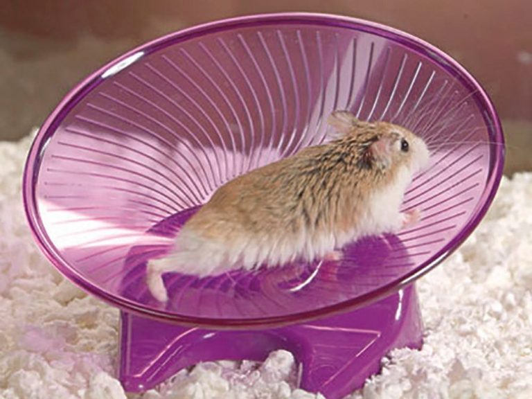 Best silent Hamster wheels Reviews & Essential Guide