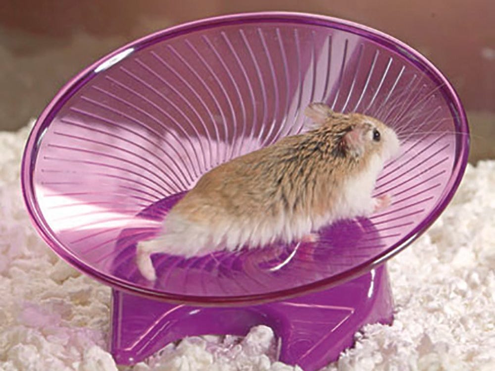 Best silent Hamster wheels Reviews & Essential Guide