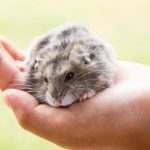 How Long Do Hamsters Live