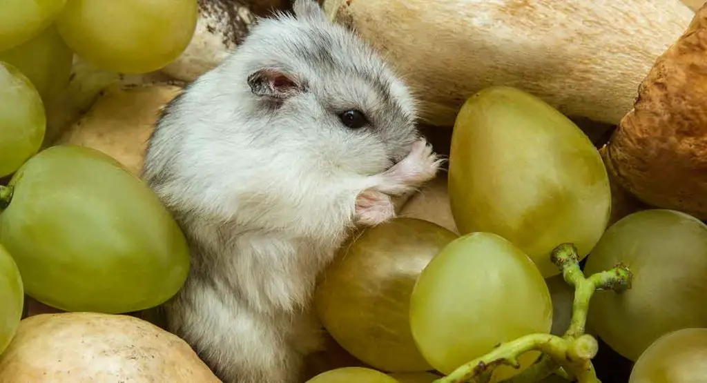 Can hamsters eat grapes with skin?