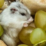 Can hamsters eat grapes with skin?