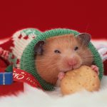 How long do hamsters hibernate for