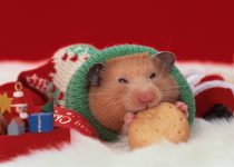 How long do hamsters hibernate for