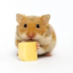 Can Hamsters Eat Cheddar Cheese?