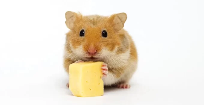Can Hamsters Eat Cheddar Cheese?