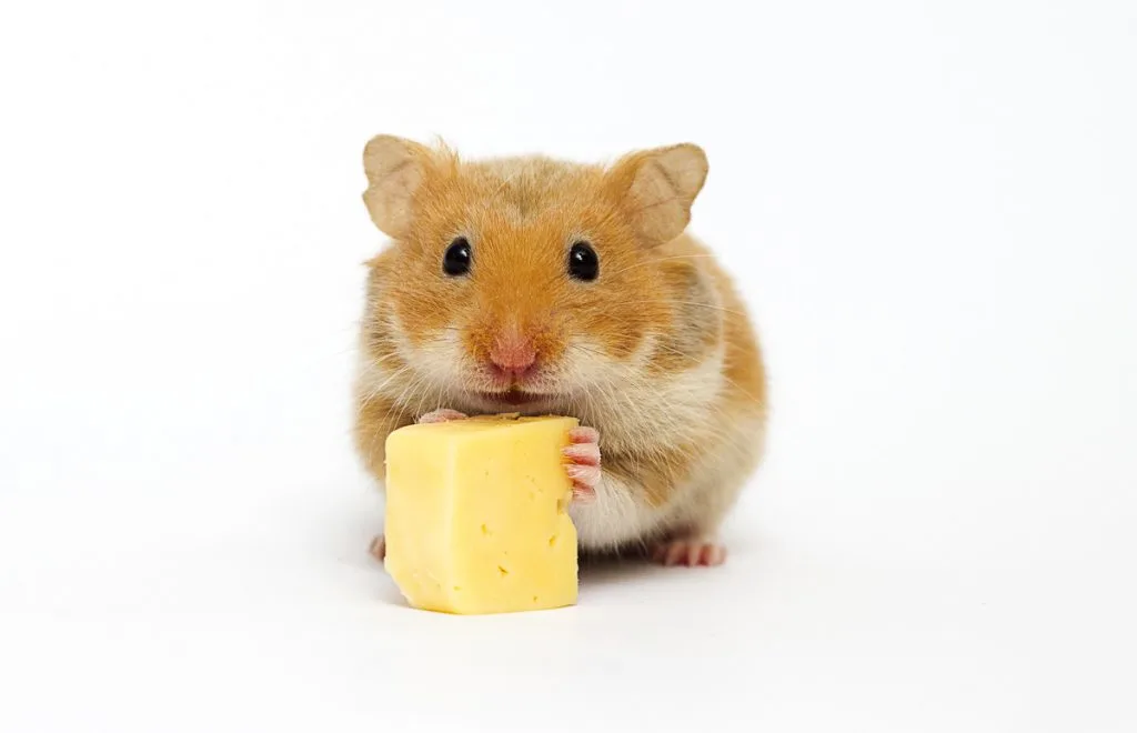 Can Hamsters Eat Cheddar Cheese?