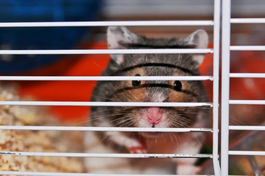 Cage size Does Matter For Hamsters