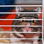 Cage size Does Matter For Hamsters