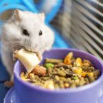 Hamster Food: Dos and The Taboos