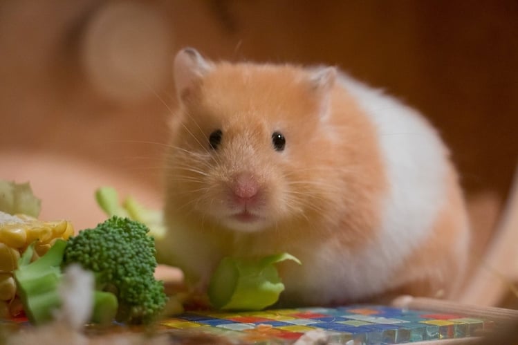 How old can a hamster live
